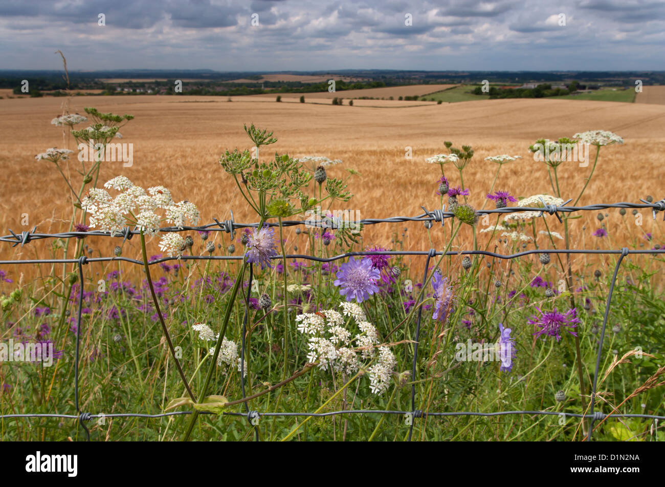 Field border with wildflowers Ivinghoe hills Chilterns Buckinghamshire Stock Photo