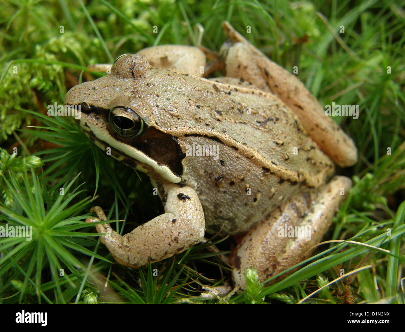 The wood frog is commonly found in Acadia National Park, where it ...