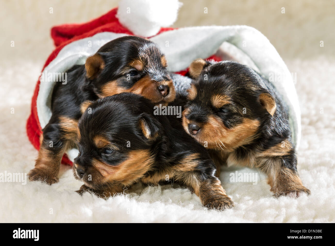 Щенки Йорка Купить В Иваново