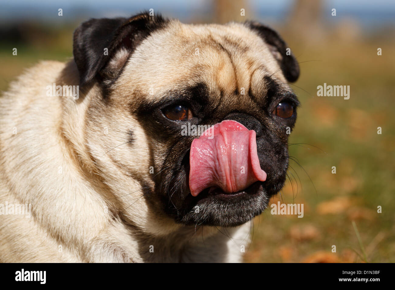 Licking his chops hi-res stock photography and images - Alamy