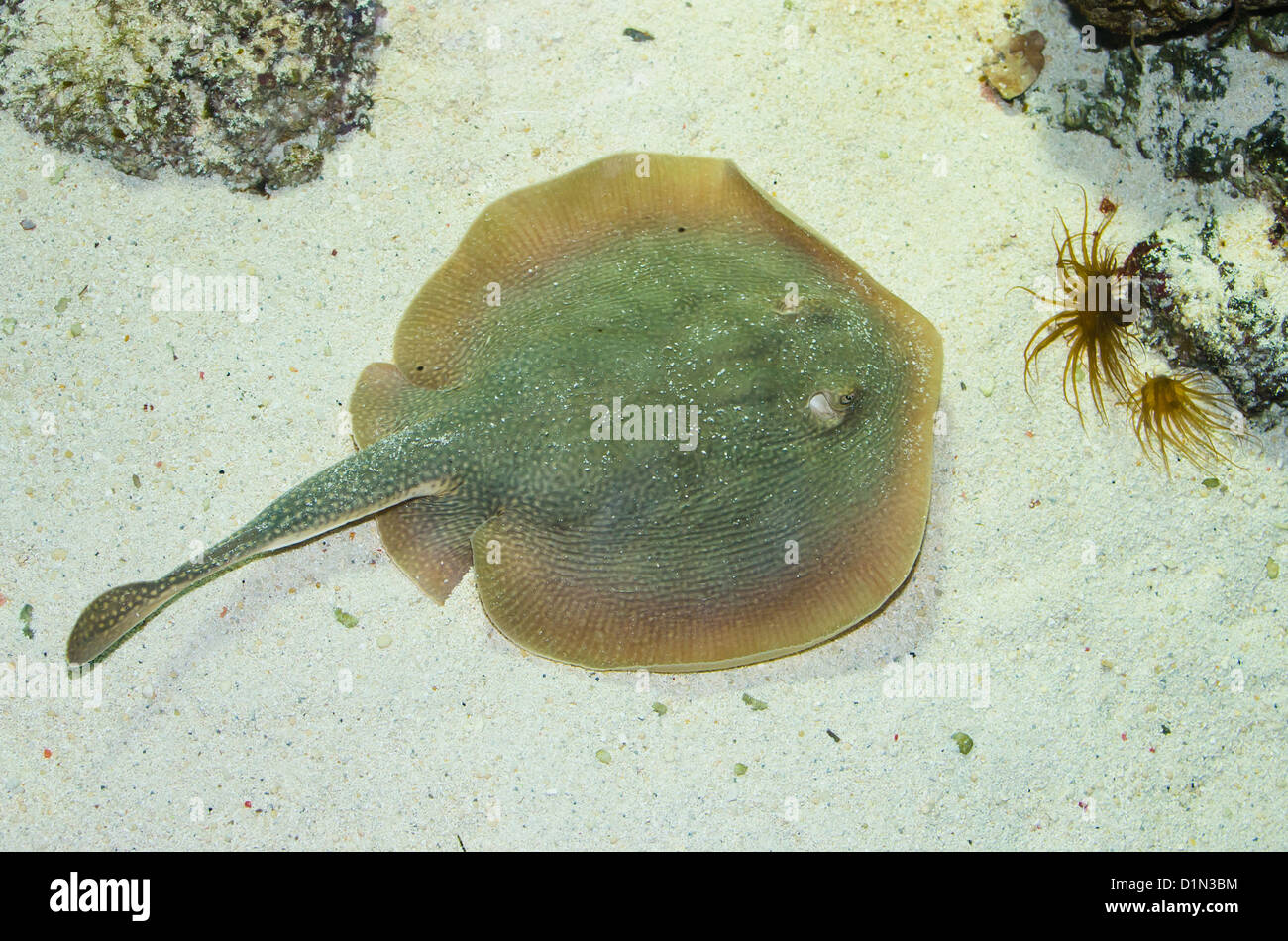 Stingray Lies On White Sand Under Water Stock Photo