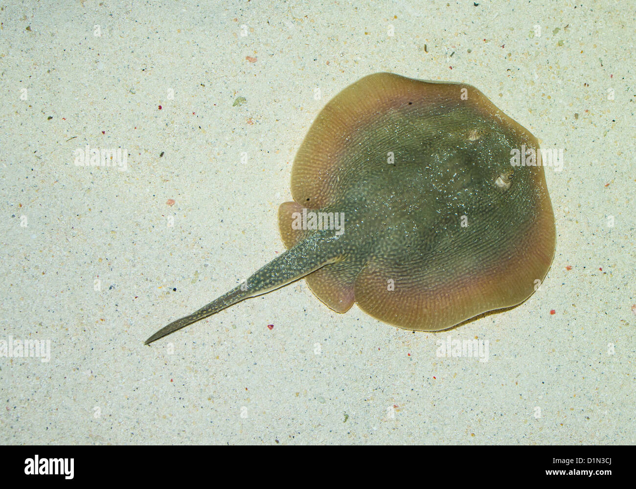 Stingray Lies On White Sand Under Water Stock Photo