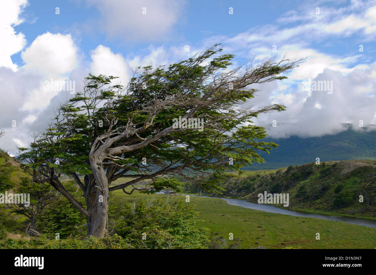 Wind-bent flag trees on a small hill in Fireland (Tierra Del Fuego), Patagonia, Argentina Stock Photo