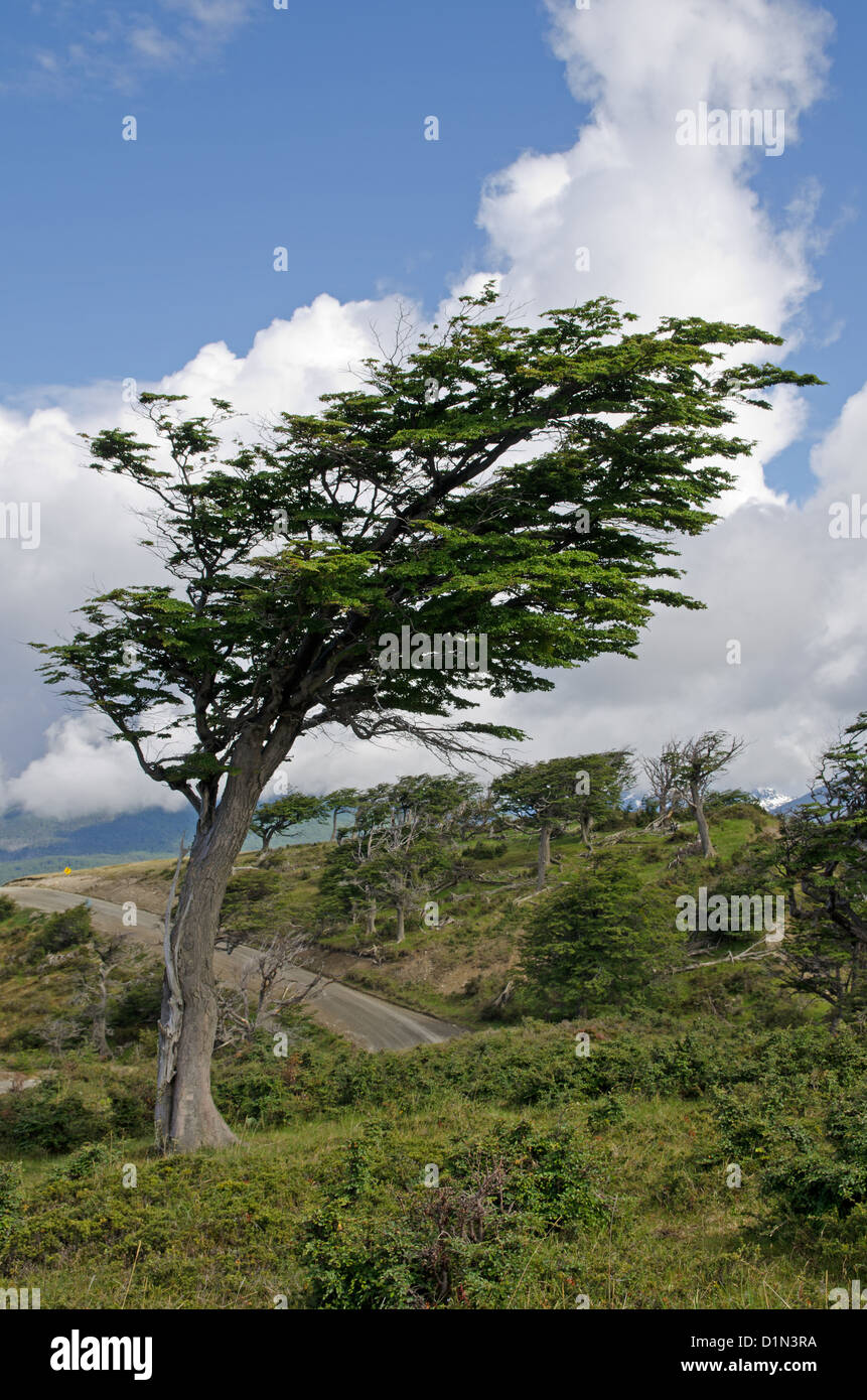 Wind-bent flag trees on a small hill in Fireland (Tierra Del Fuego), Patagonia, Argentina Stock Photo