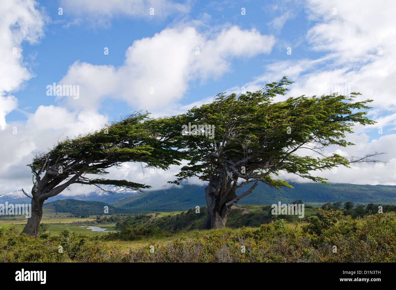 Wind-bent flag trees on a small hill in Fireland (Tierra Del Fuego), Patagonia, Argentina Stock Photo