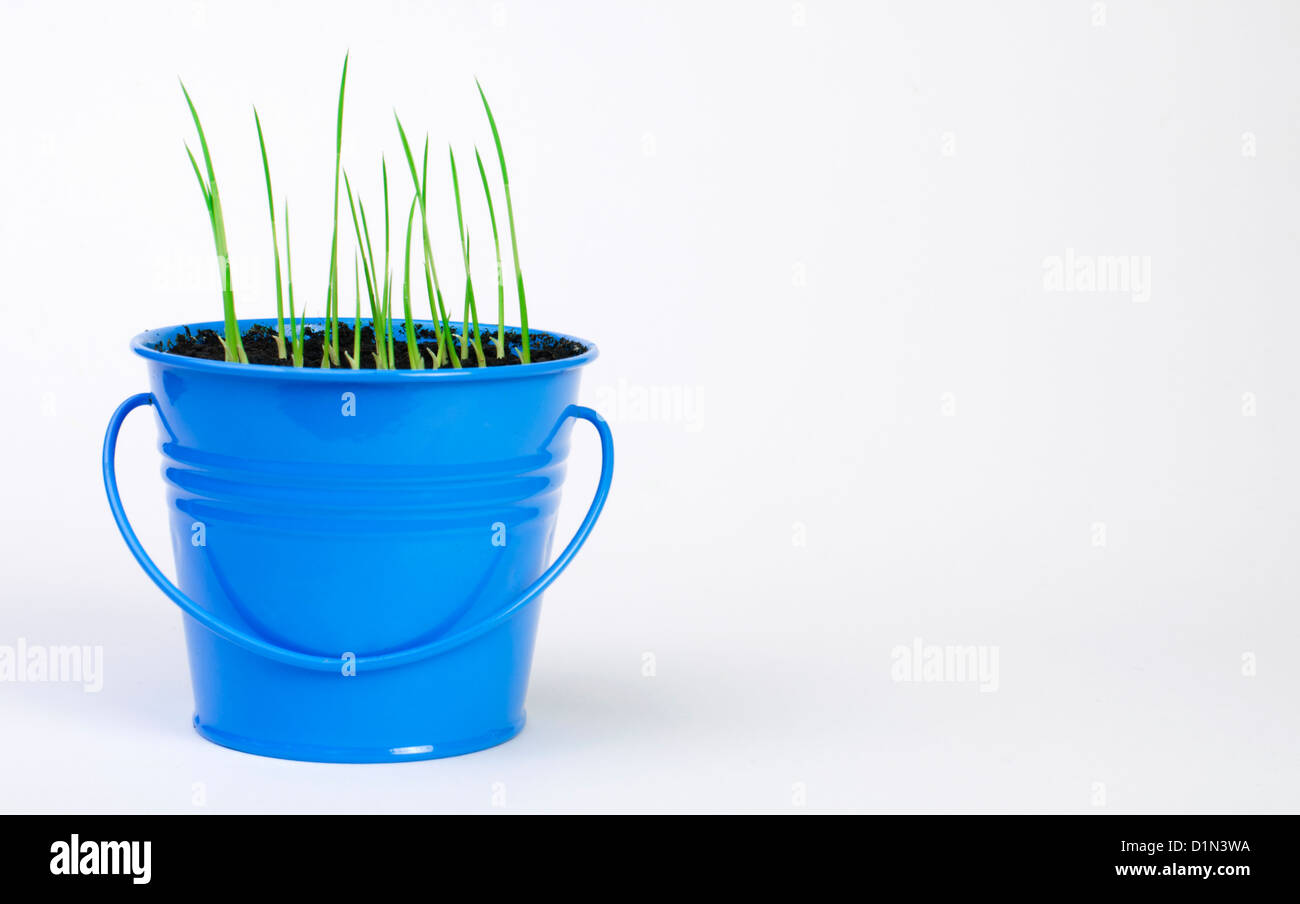 Young potted plants in blue pot Stock Photo