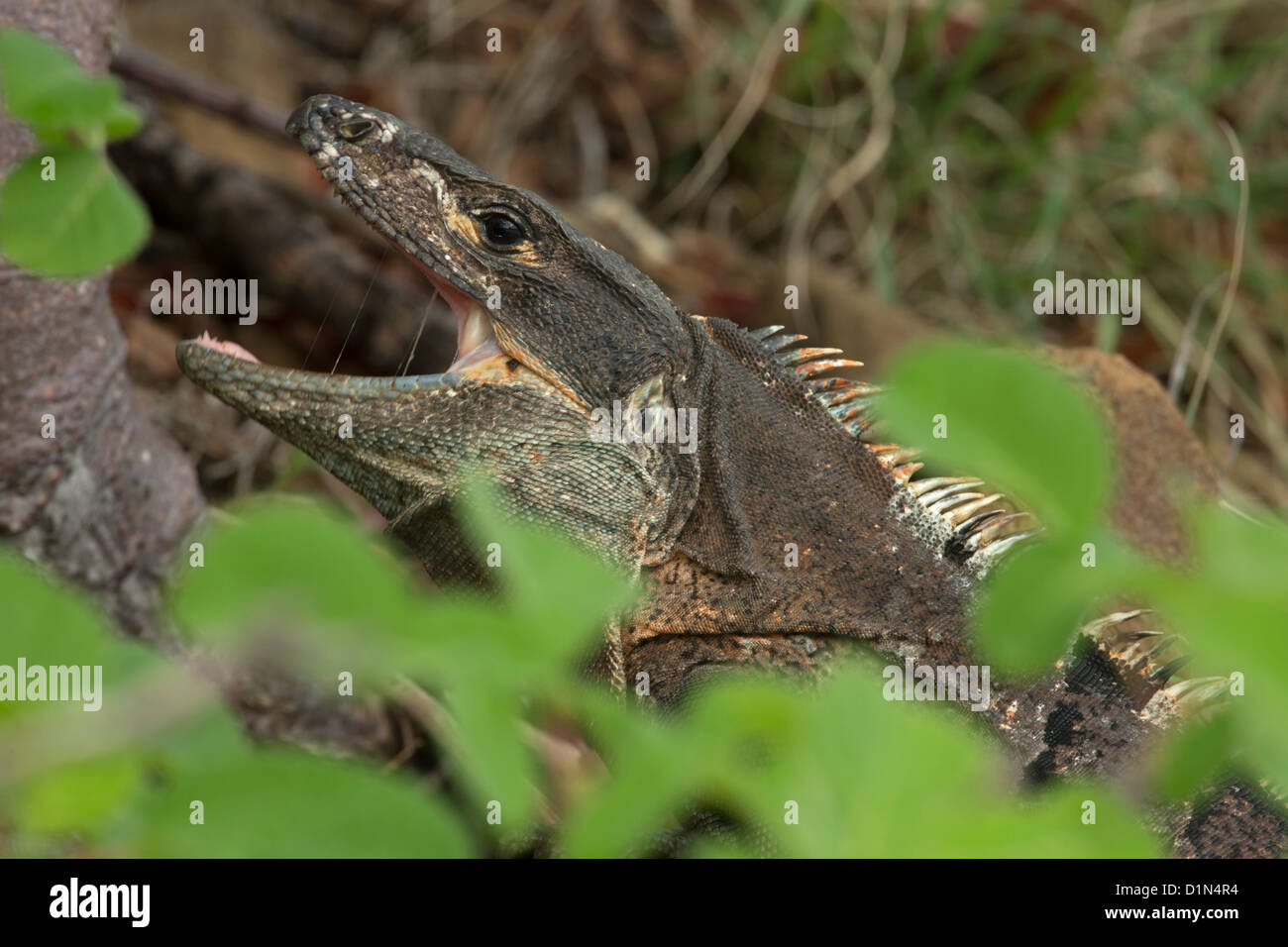 Spiny tailed Iguana Ctenosaura similis Costa Rica Male found in tropical dry forest Stock Photo