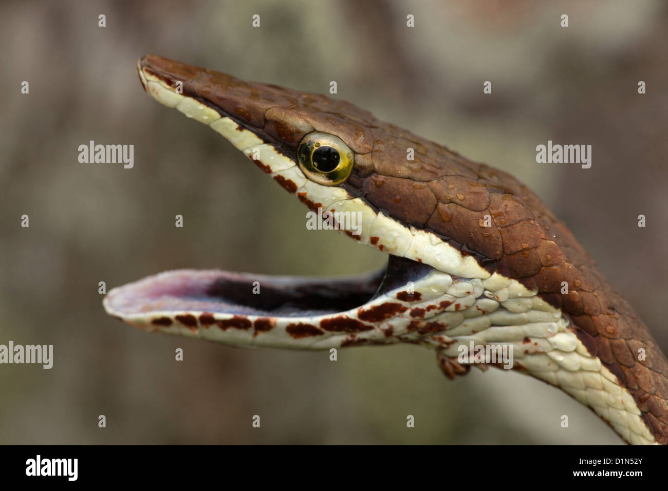 Brown Vine Snake Oxybelis aeneus Costa Rica defensive posture Stock