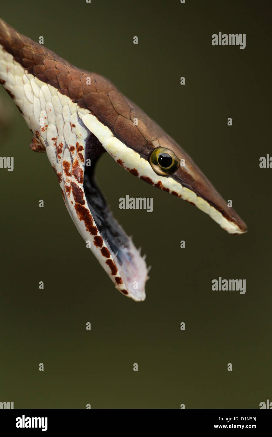 Brown Vine Snake Oxybelis aeneus Costa Rica defensive posture Stock