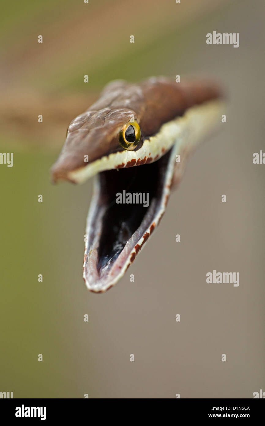 Brown Vine Snake Oxybelis aeneus Costa Rica defensive posture Stock