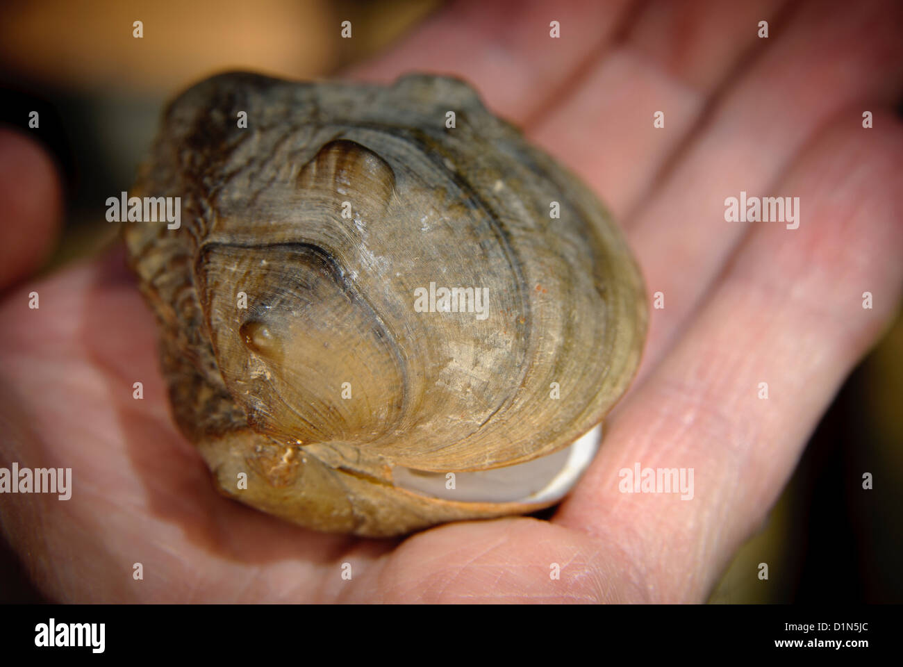 The Winged Mapleleaf freshwater mussel is on the endangered species list. Greers Ferry Lake, Arkansas, USA. Stock Photo