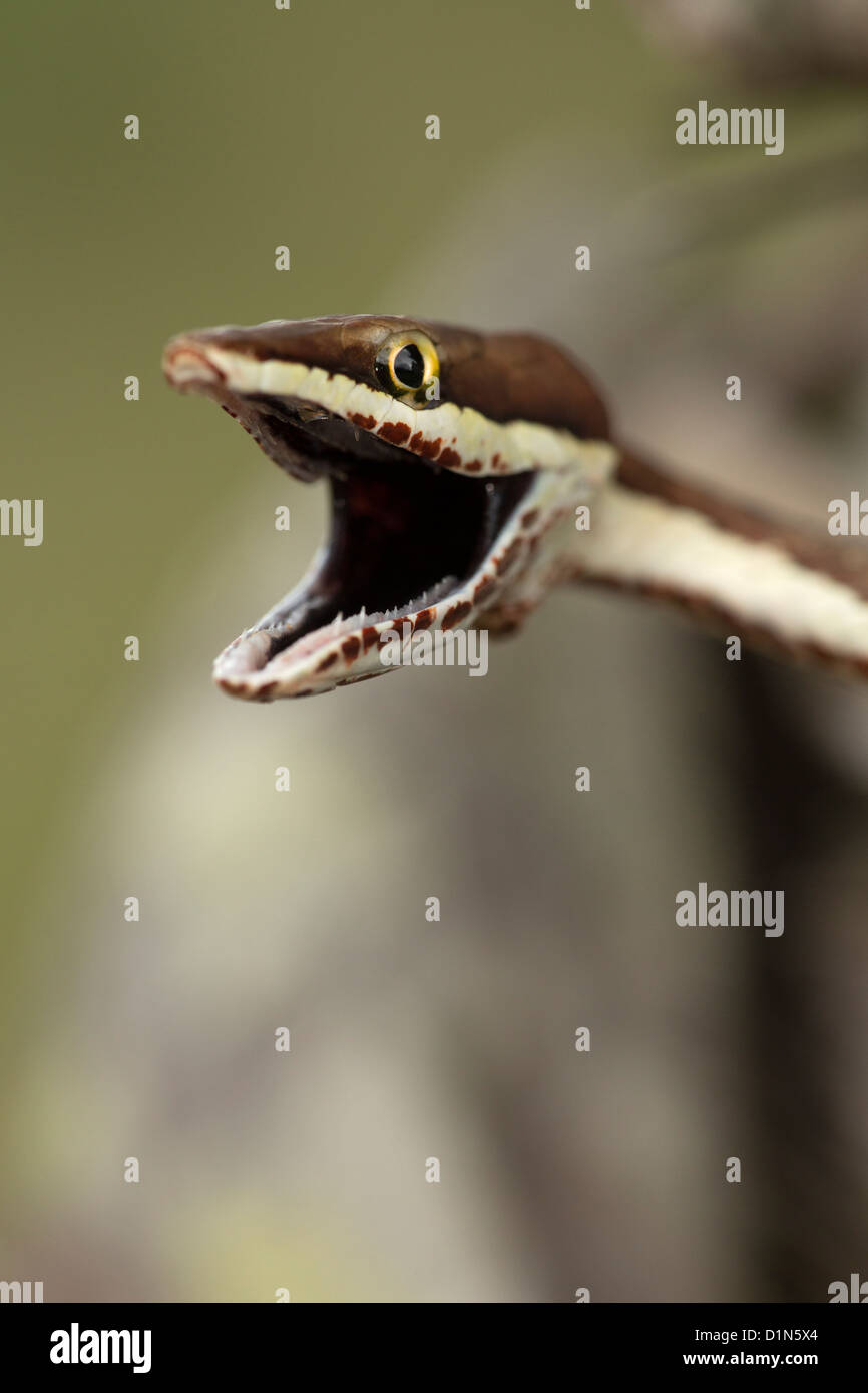 Brown Vine Snake Oxybelis aeneus Costa Rica defensive posture Stock