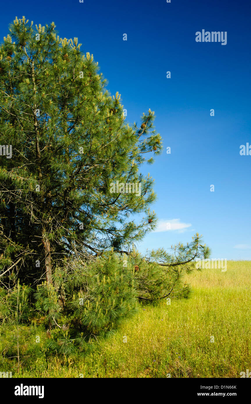 Gray Pine tree or Pinus sabiniana in Mount Diablo State Park, Contra Costa County, California, USA Stock Photo