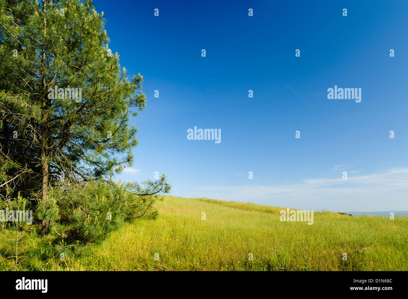 Gray Pine tree or Pinus sabiniana in a grassy meadow, Mount Diablo State Park, Contra Costa County, California, USA Stock Photo