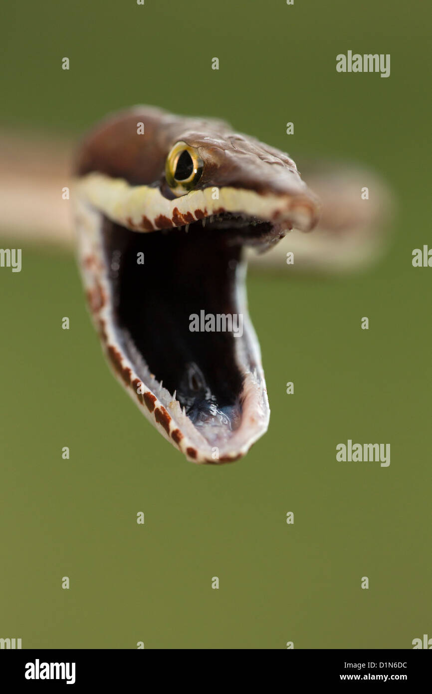 Brown Vine Snake Oxybelis aeneus Costa Rica defensive posture Stock