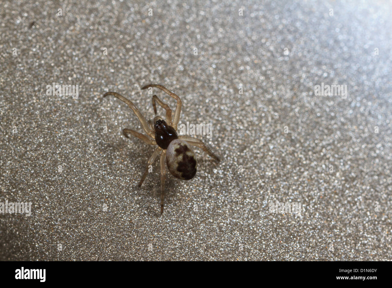 Trashline orbweaver spider, juvenile (Cyclosa sp.) Stock Photo