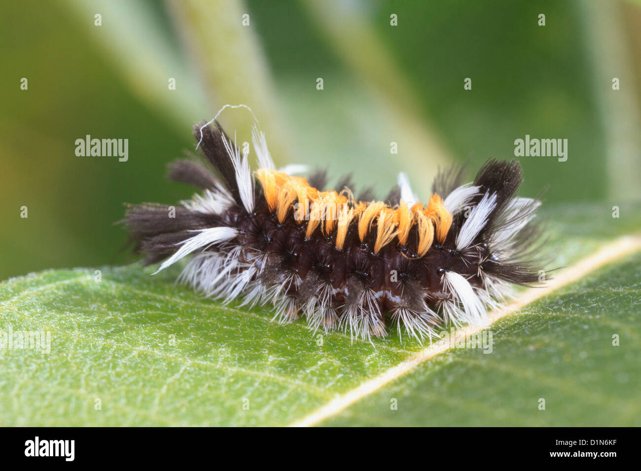 Caterpillar of the Milkweed Tussock Moth  (Euchaetes egle) Stock Photo