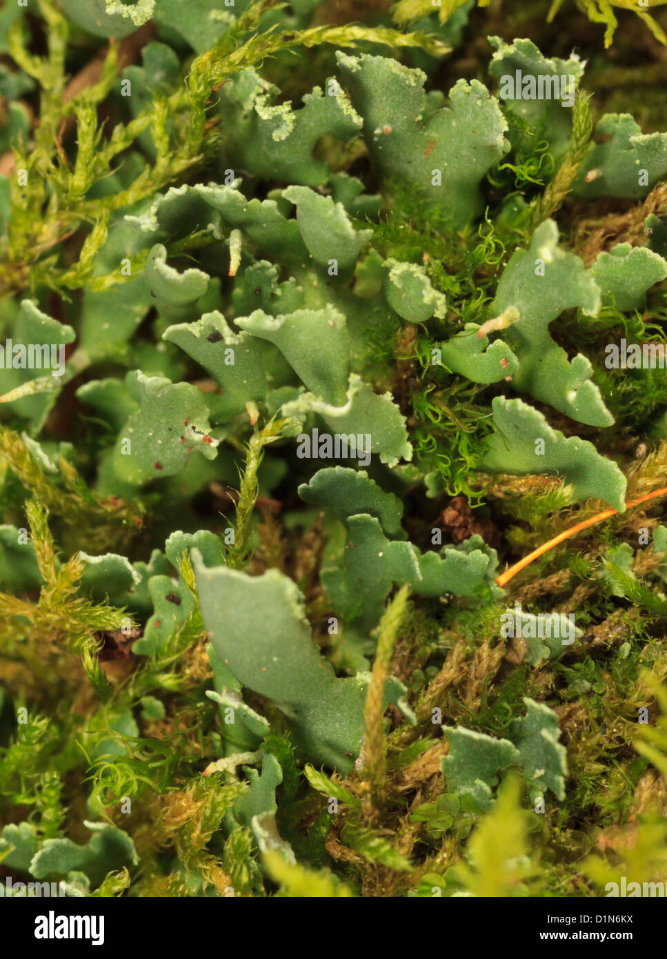 Liverworts and mosses growing on a slope.. Stock Photo