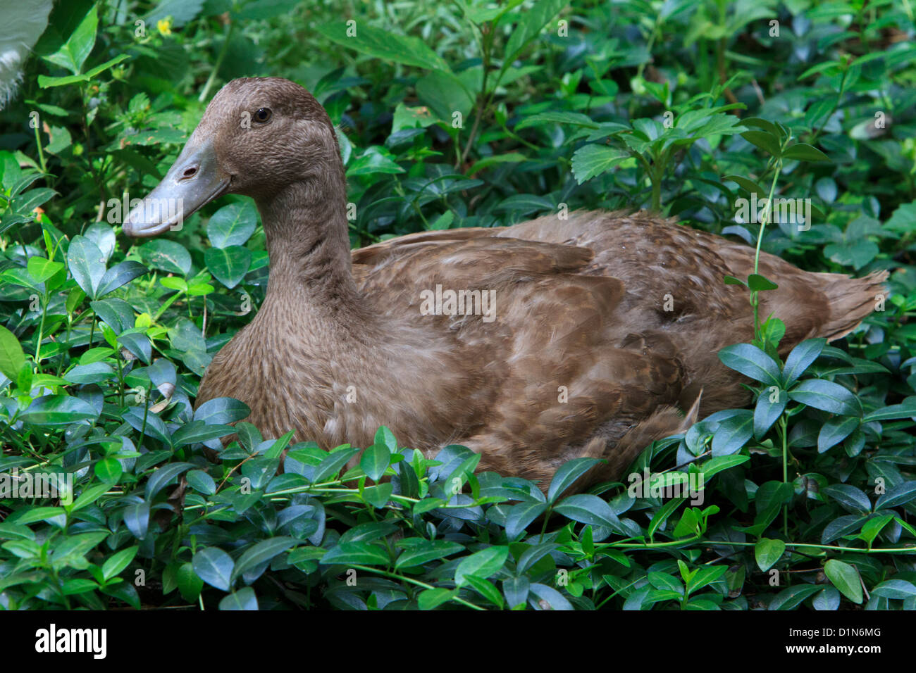 Duck in ivy Stock Photo Alamy