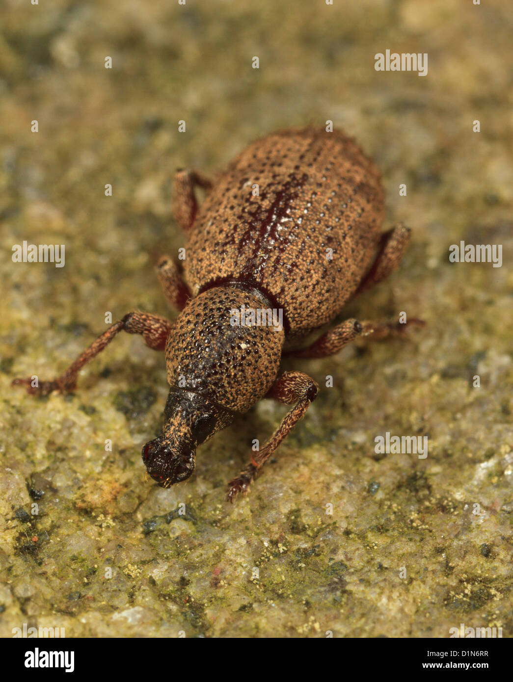 Small brown Raspberry Weevil (Otiorhynchus singularis) Stock Photo