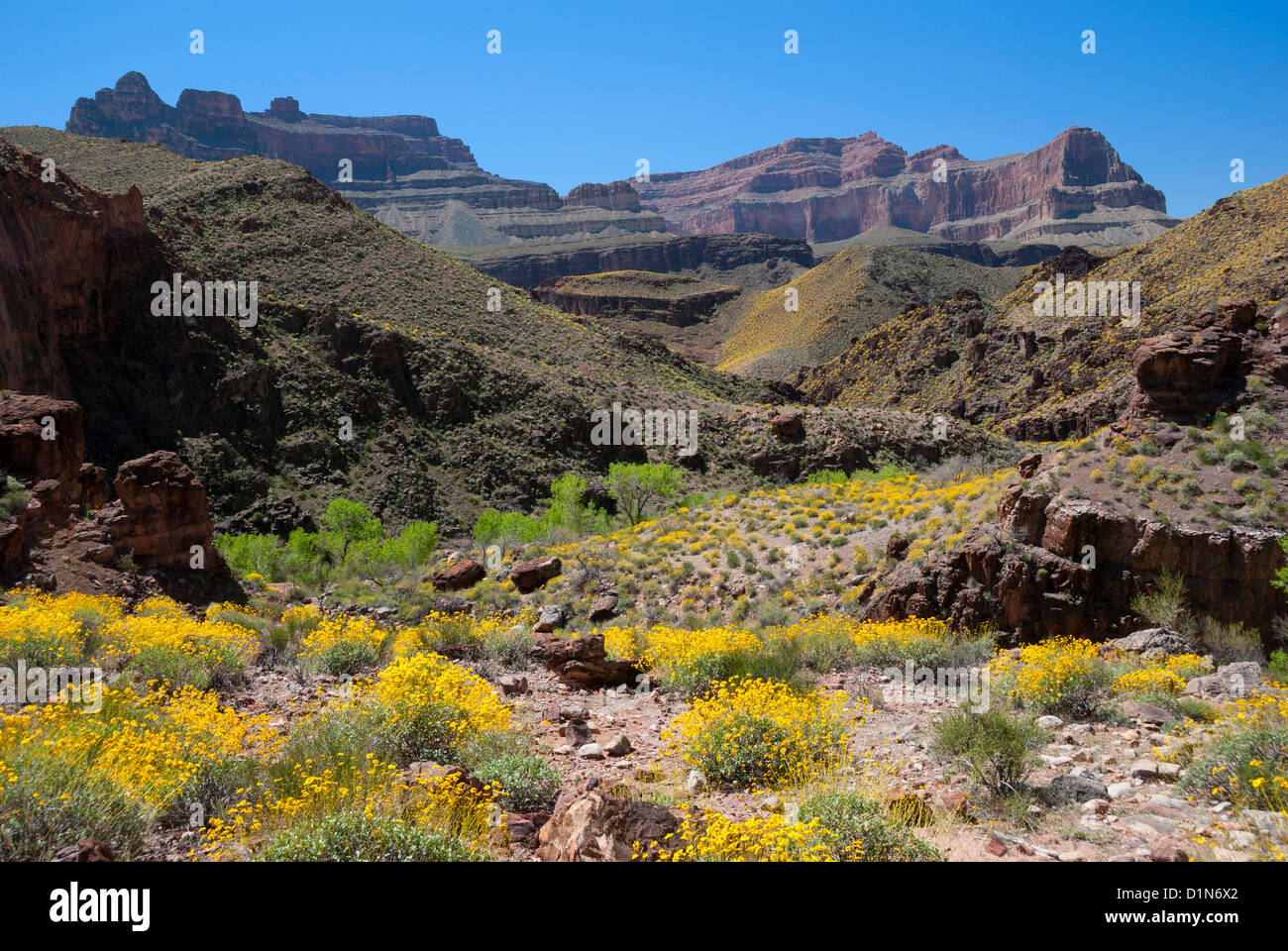 Brittlebush in bloom and cottonwood trees in Shinumo Creek, Grand