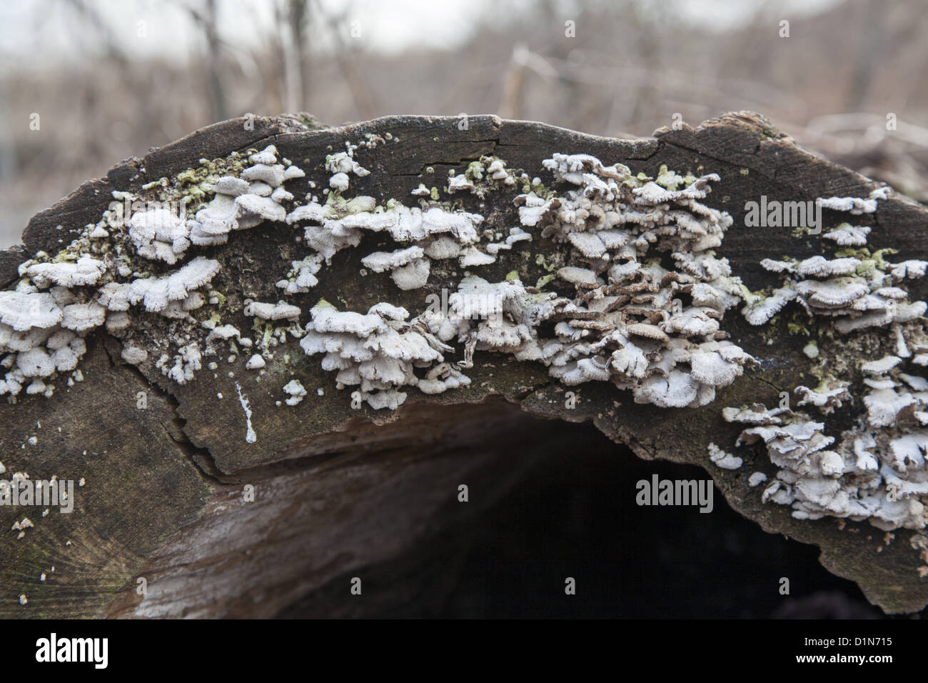 Shelf Fungi breaking down a dead tree in Prospect Park, Brooklyn, New York Stock Photo