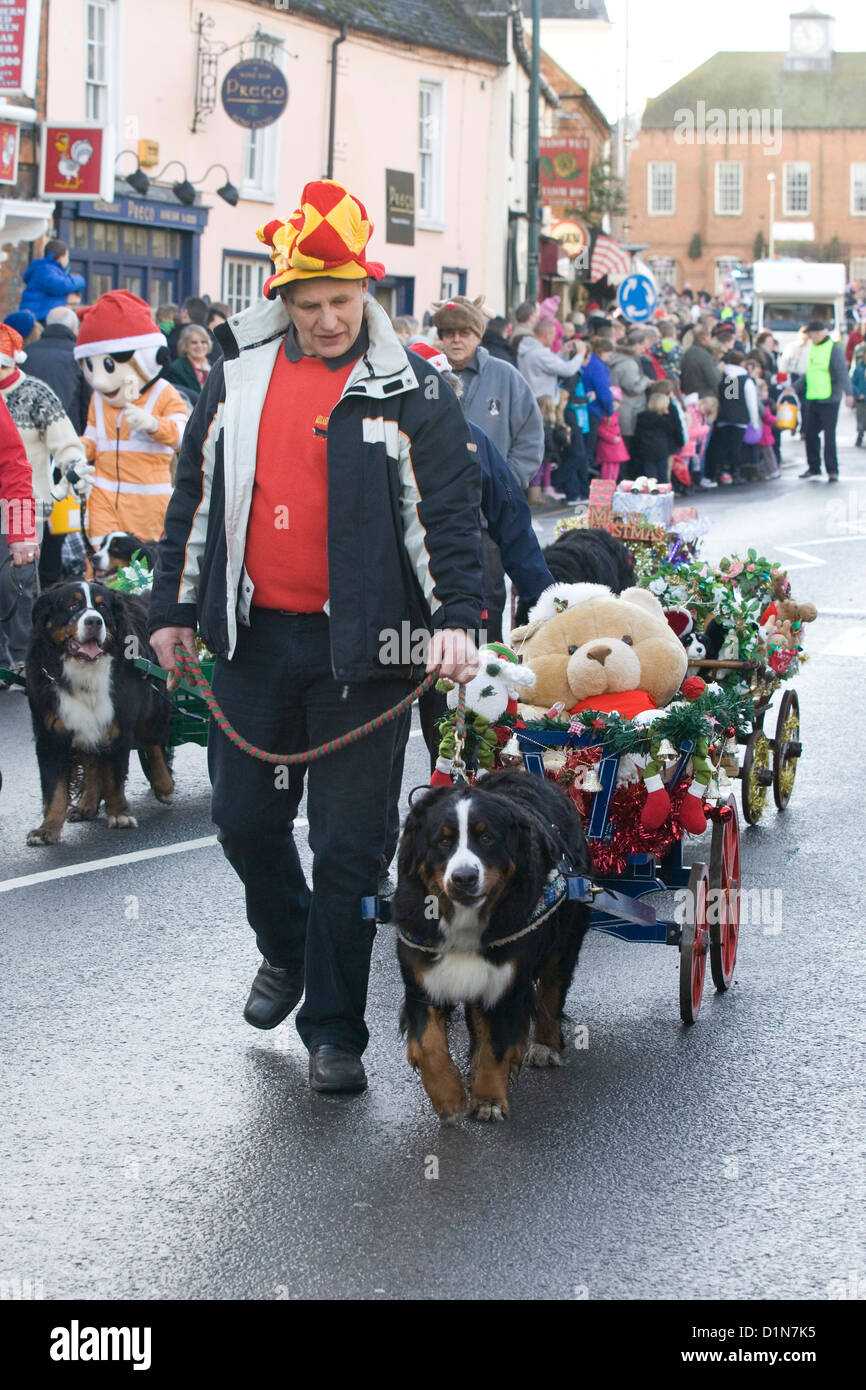 bernese mountain dog parade