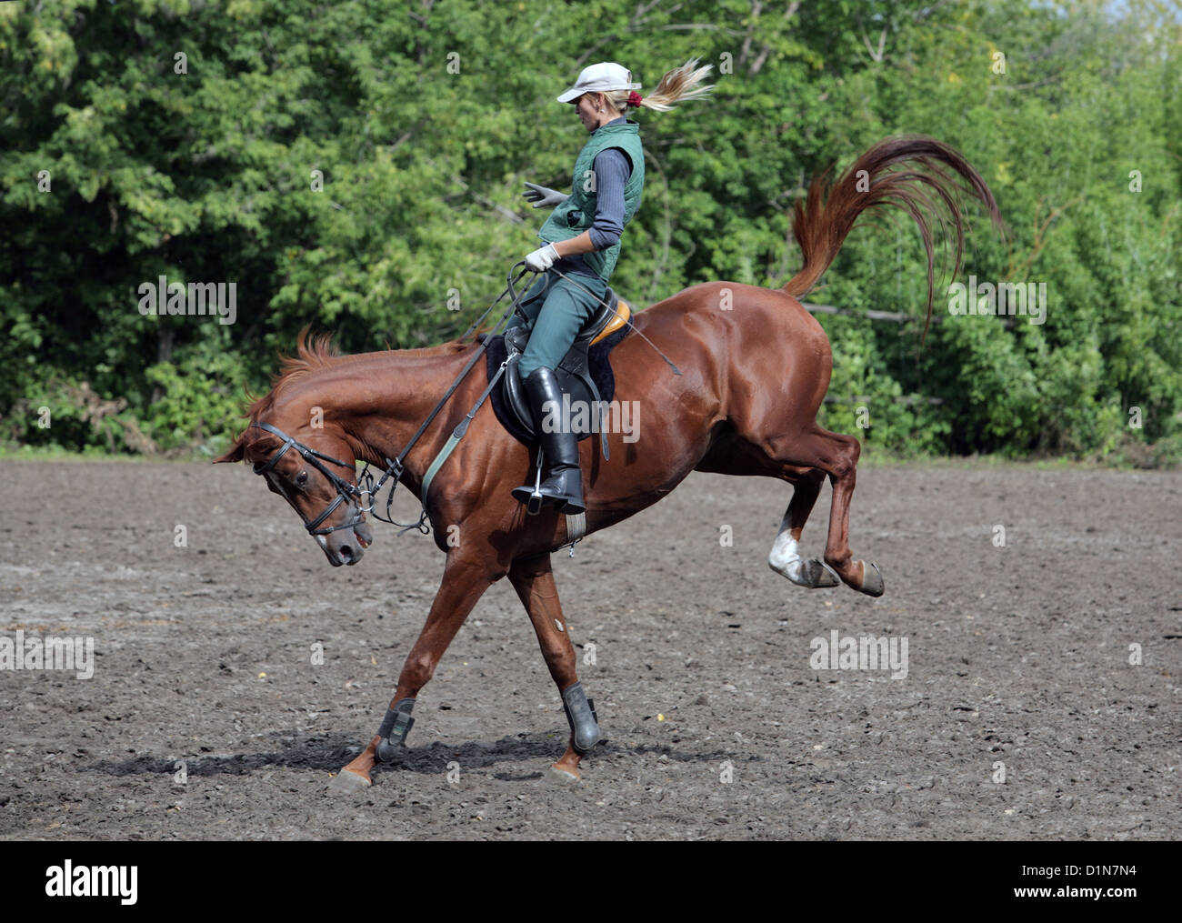 A Horse with rider bucking Stock Photo Alamy
