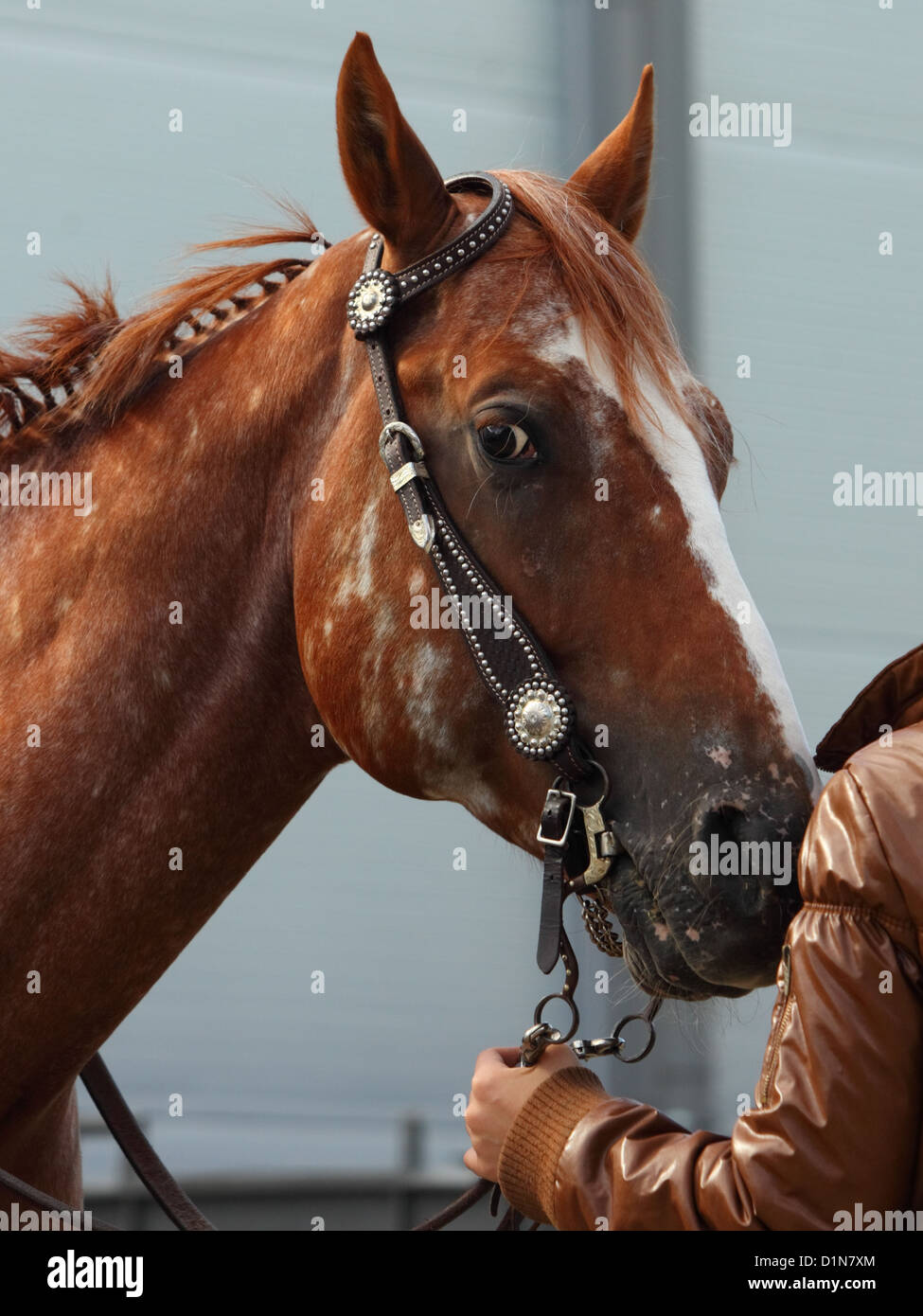 Horse in western equipment close up Stock Photo Alamy