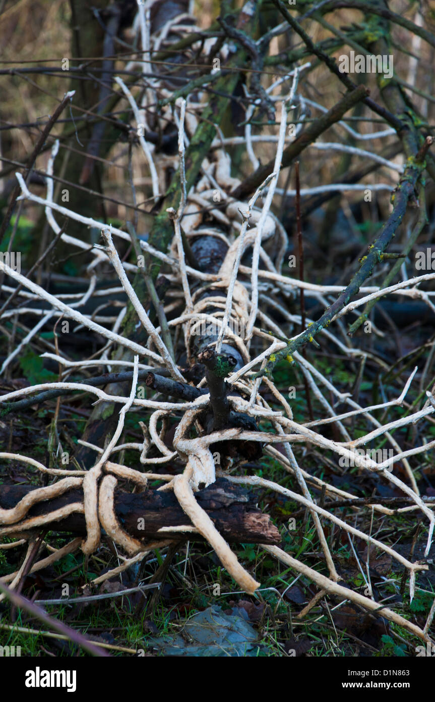 Dead ivy on a fallen Tree Stock Photo