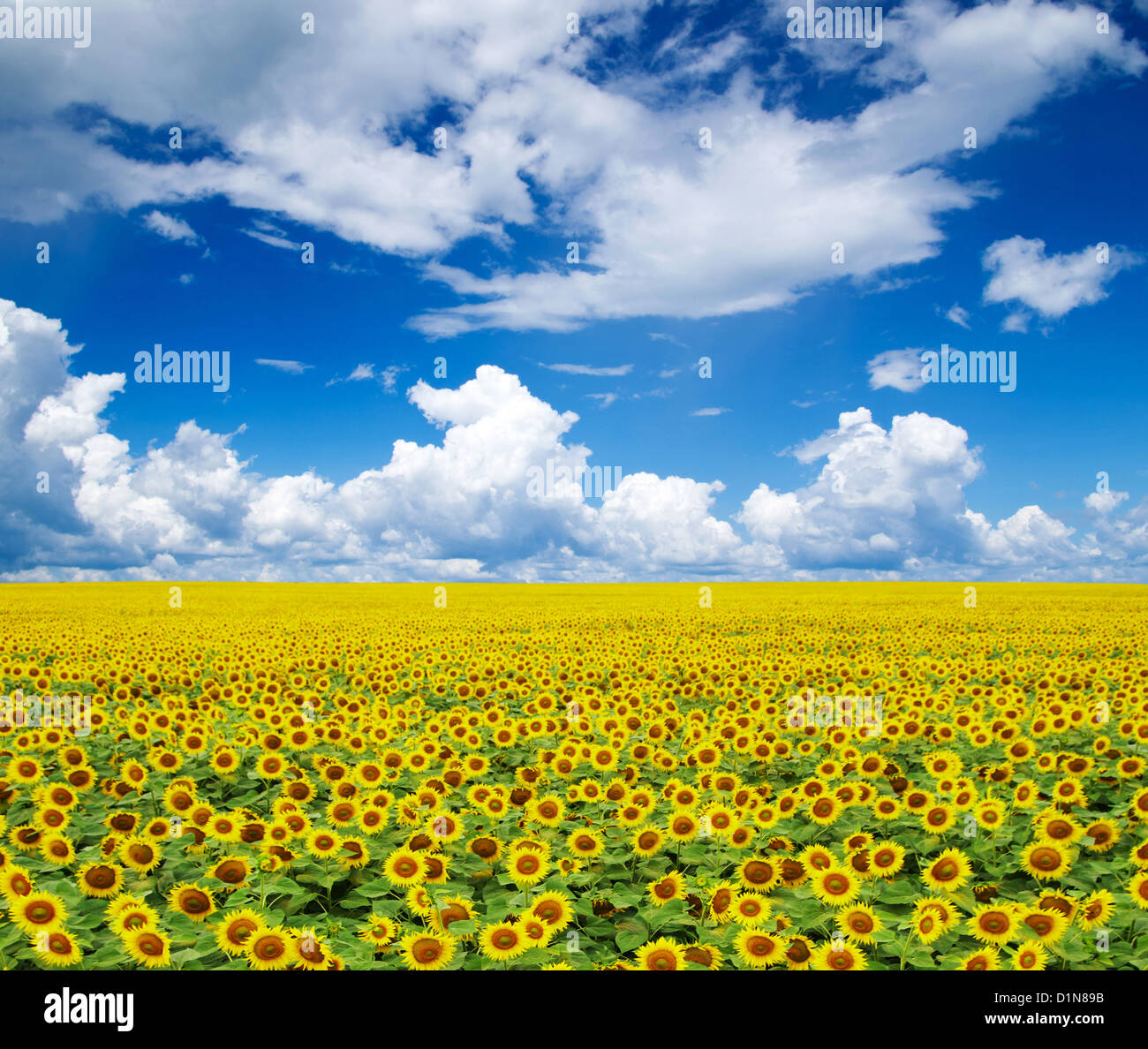 sunflower field over cloudy blue sky Stock Photo - Alamy