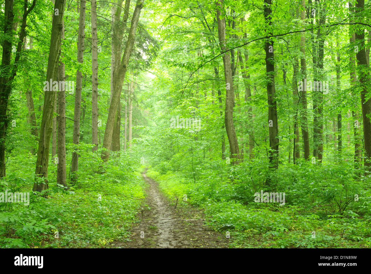 a path is in the green forest Stock Photo - Alamy