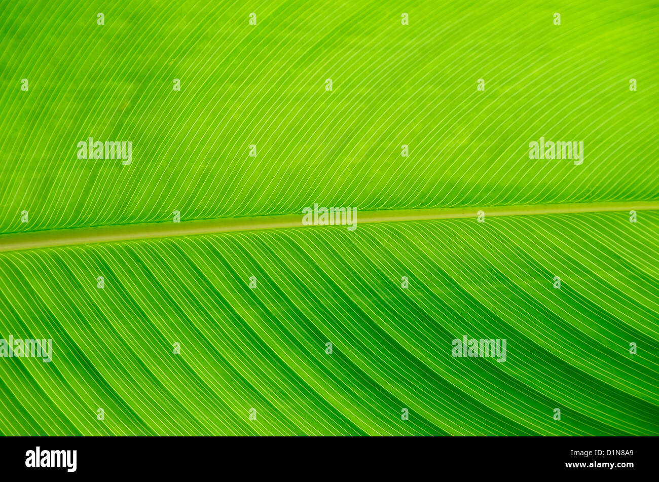 green leaf texture of a plant close up Stock Photo - Alamy