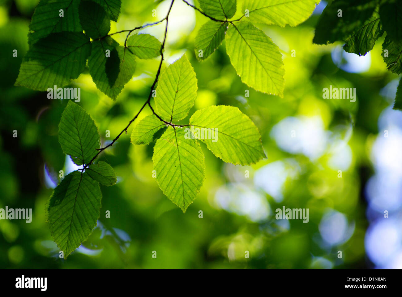 green leaves background in a sunny day Stock Photo