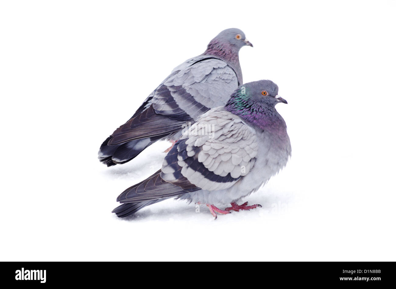 pigeons isolated on white background Stock Photo