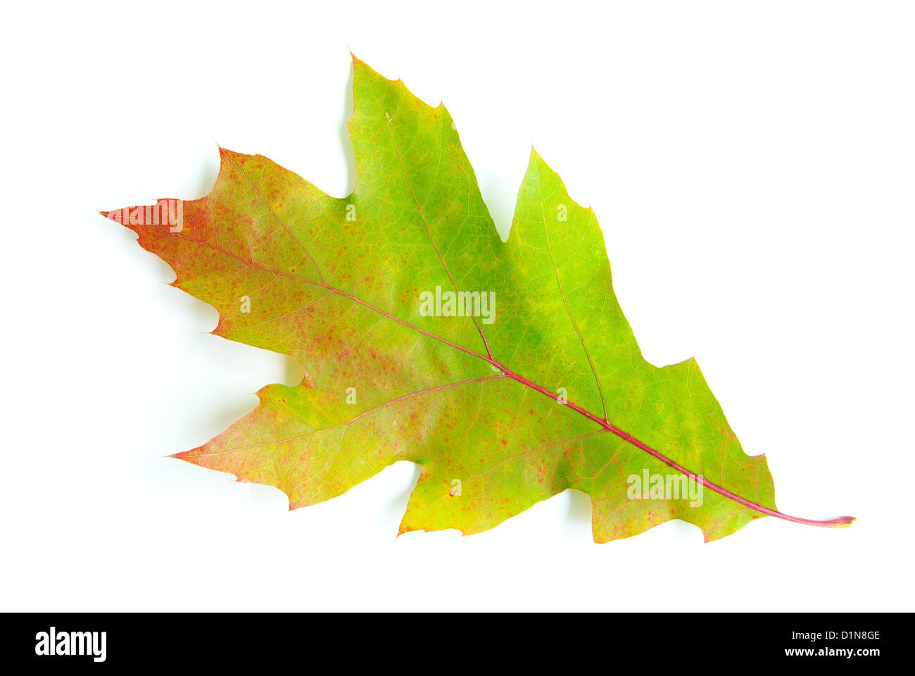 autumn maple leaf isolated on white background Stock Photo