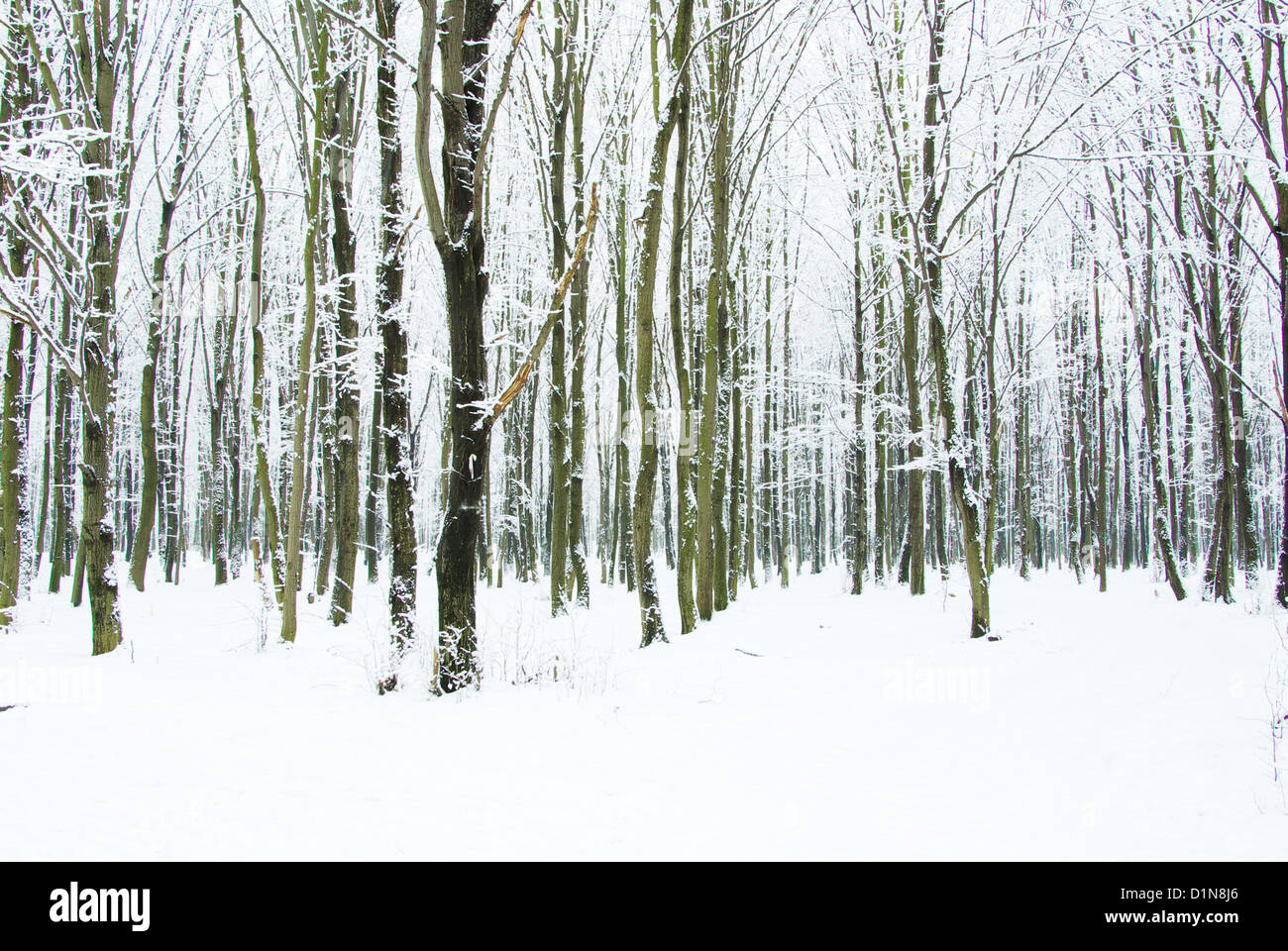 beautiful winter forest and the road Stock Photo - Alamy