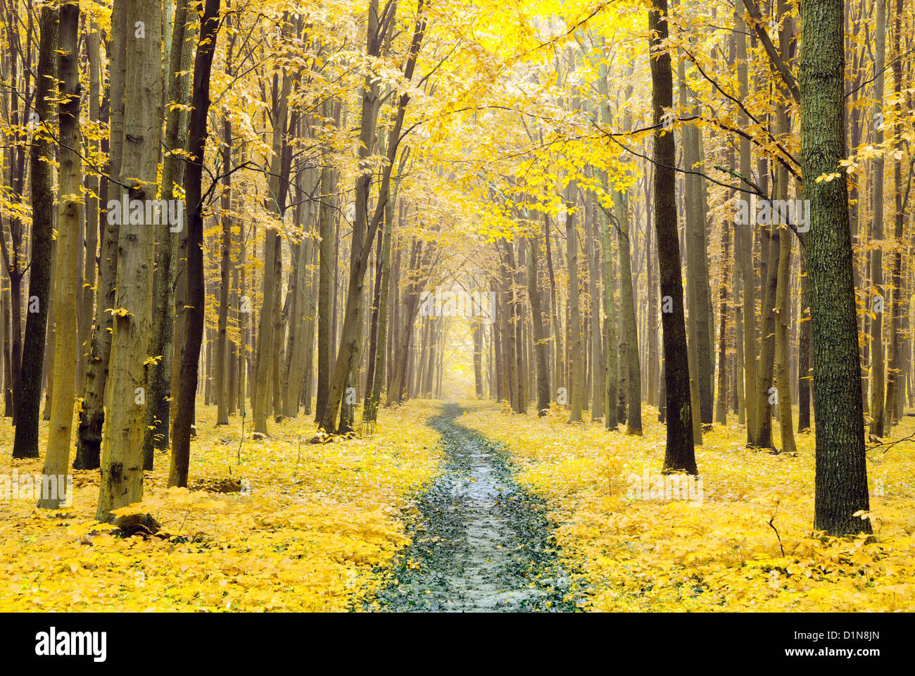 a path is in the autumn forest Stock Photo - Alamy
