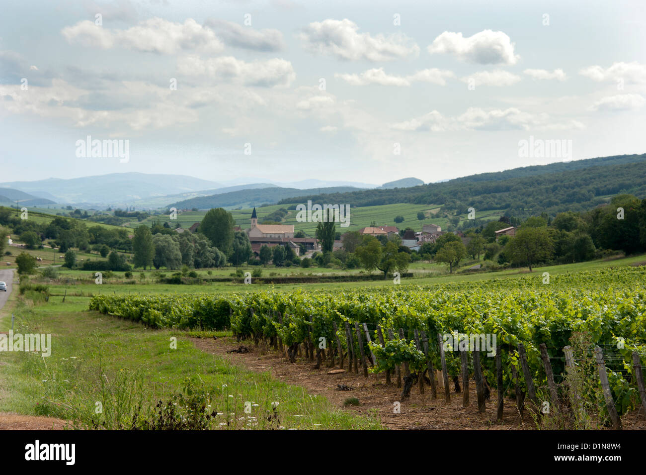 Burgundy Vineyards France Stock Photo