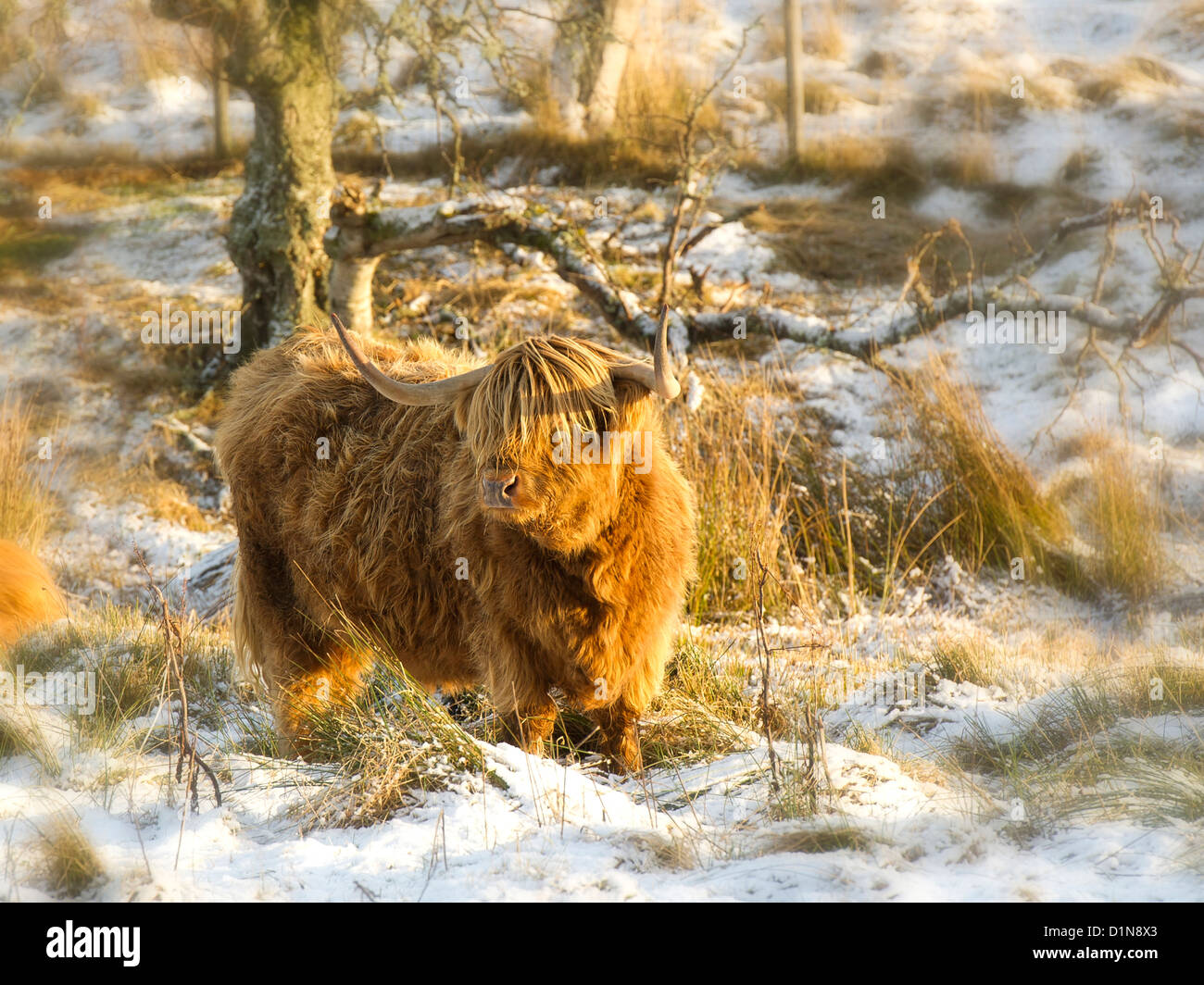 Highland cow  Longhorn in snow in a warm afternoon winter light in the Scottish Highlands Stock Photo