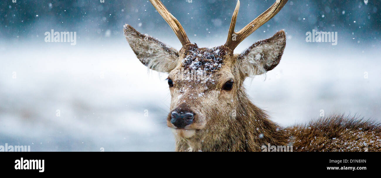 Red deer stag in a snowstorm a panoramic image photographed in the Cairngorms the Scottish highlands Stock Photo