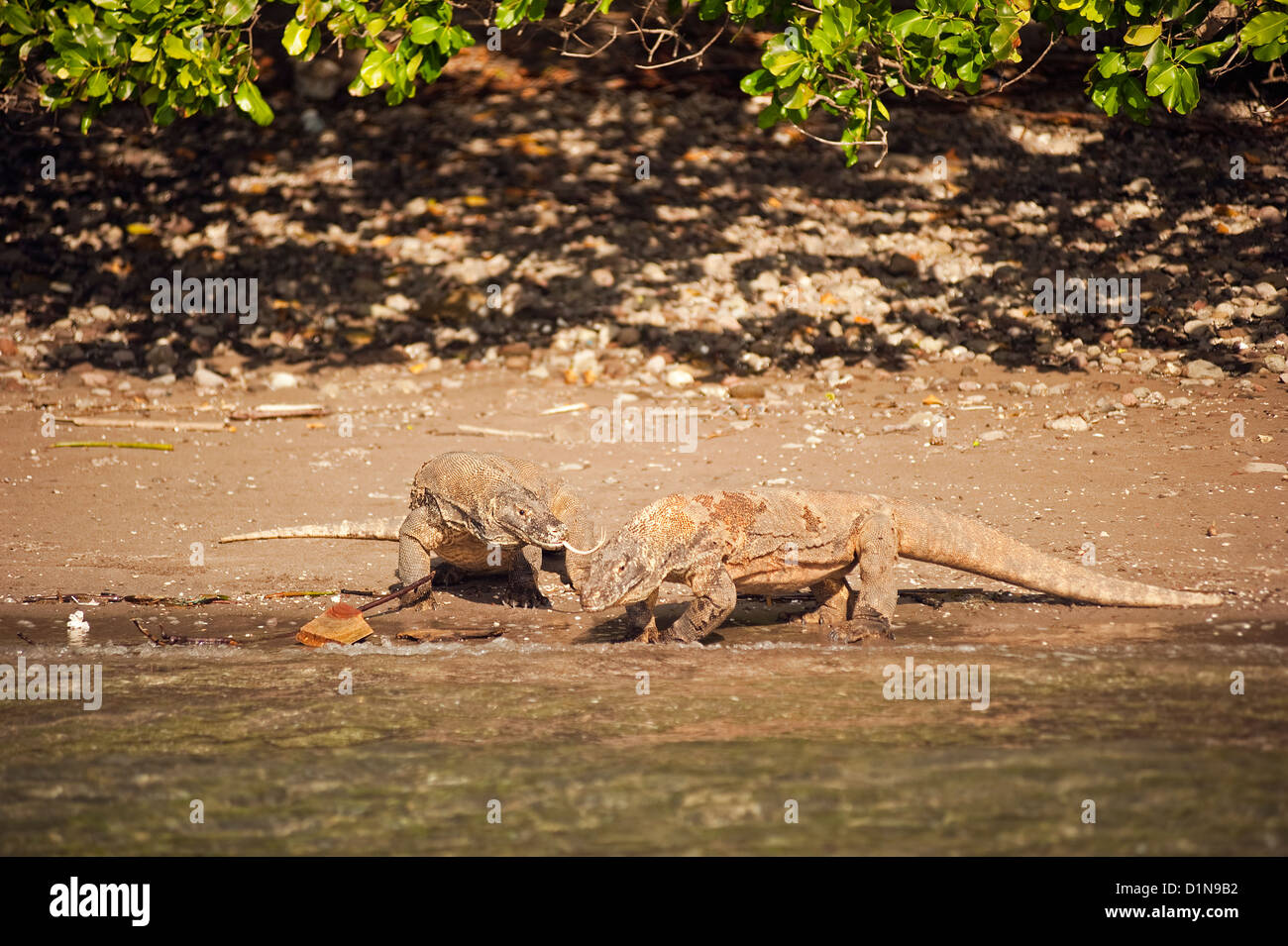 Komodo dragons, Varanus Komodensis, in Rincha Island, Indonesia. Stock Photo