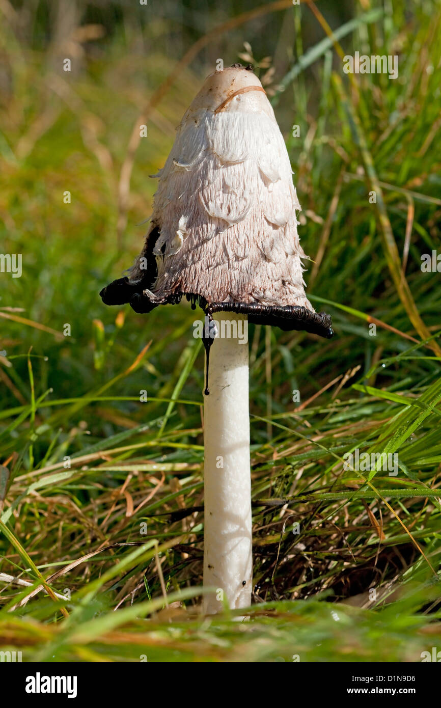 Shaggy Inkcap Coprinus comatus. A common British fungus often seen in grass and on wasteland. Also called Lawyer's Wig Stock Photo