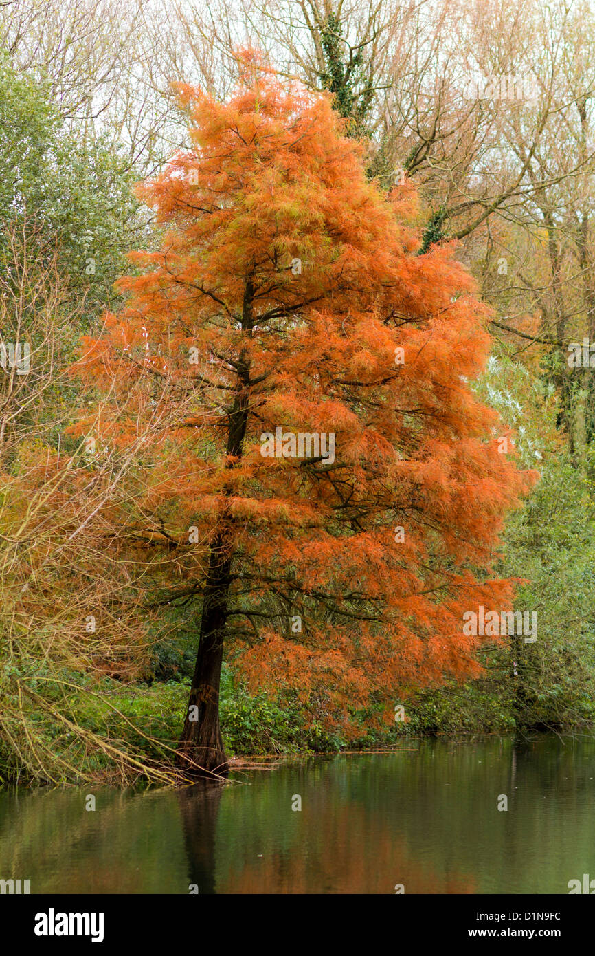Autumn Fall colour color tree Stock Photo