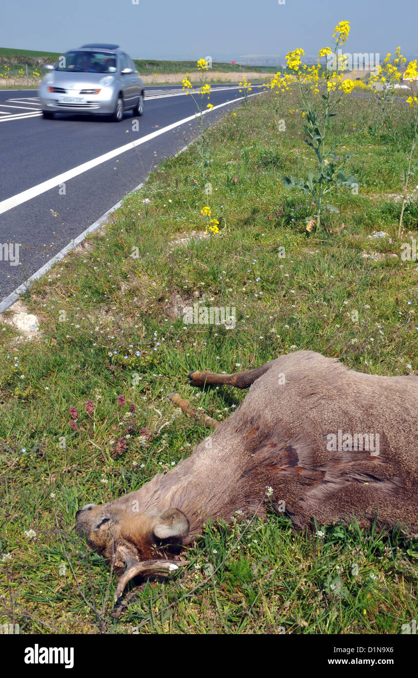 Roadkill, deer dead on the side of the road, UK Stock Photo