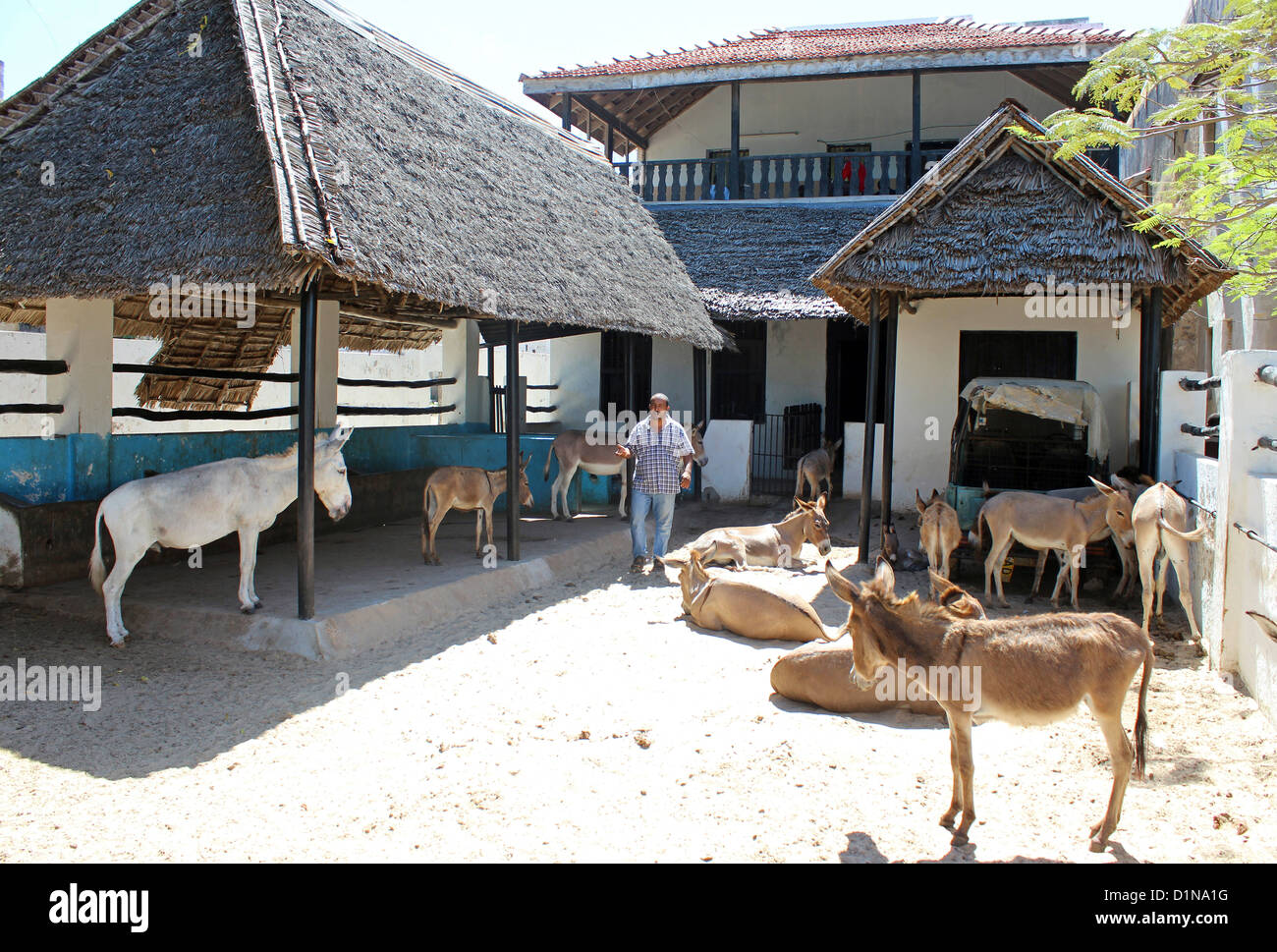 Donkey sanctuary, Kipungani Village, Lamu Island, Kenya, African Stock