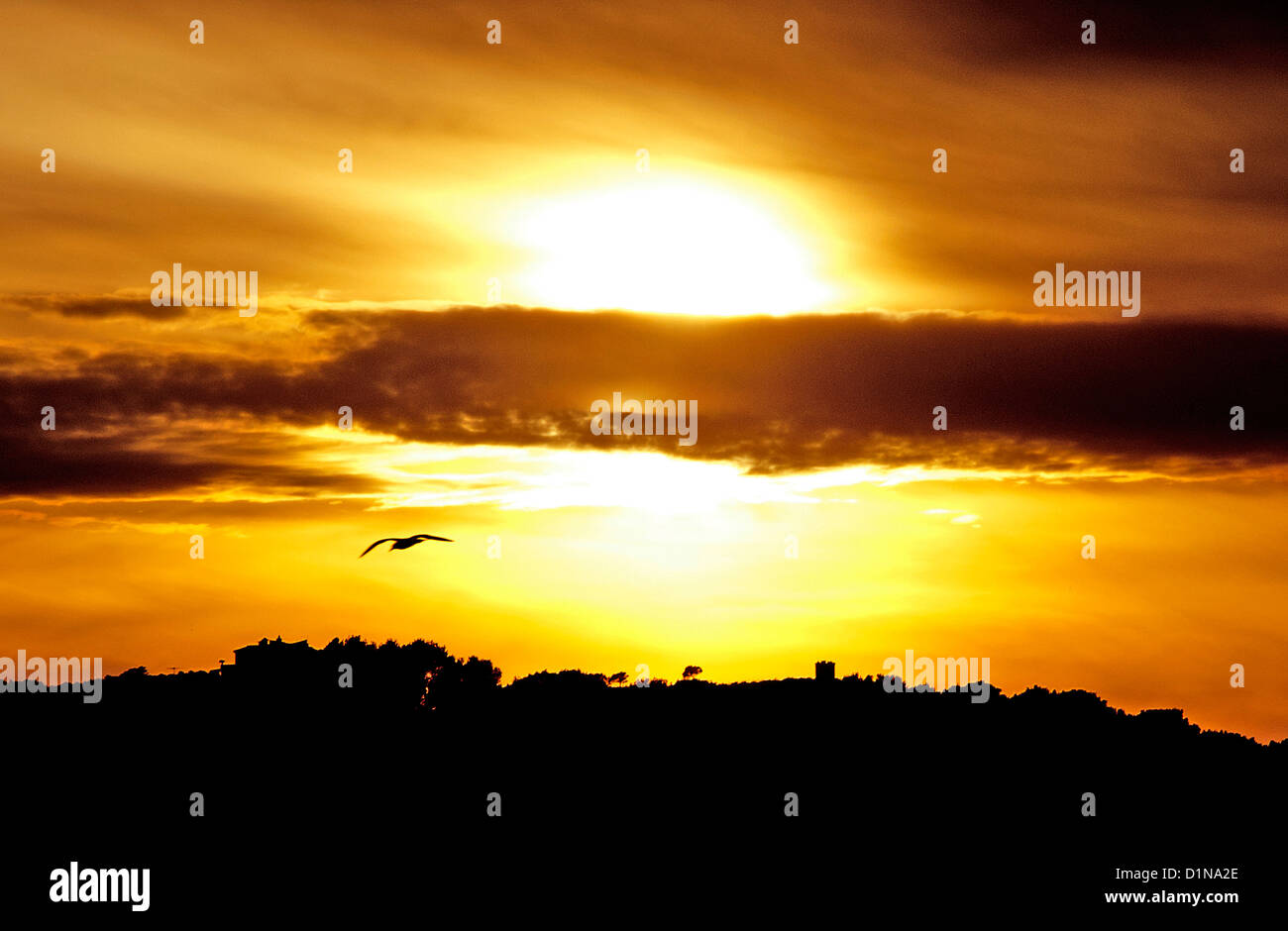 Sun Flying Start Seagull. Flying. Sun Stock Photo - Alamy