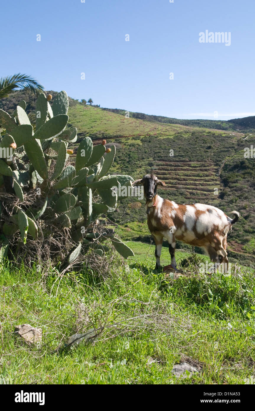 mountain goat eating a cactus plant on tenerife diverse ecosystem