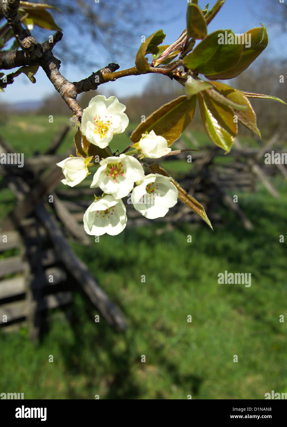 Antietam National Battlefield Maryland  Flowers at Bloody Lane Stock Photo