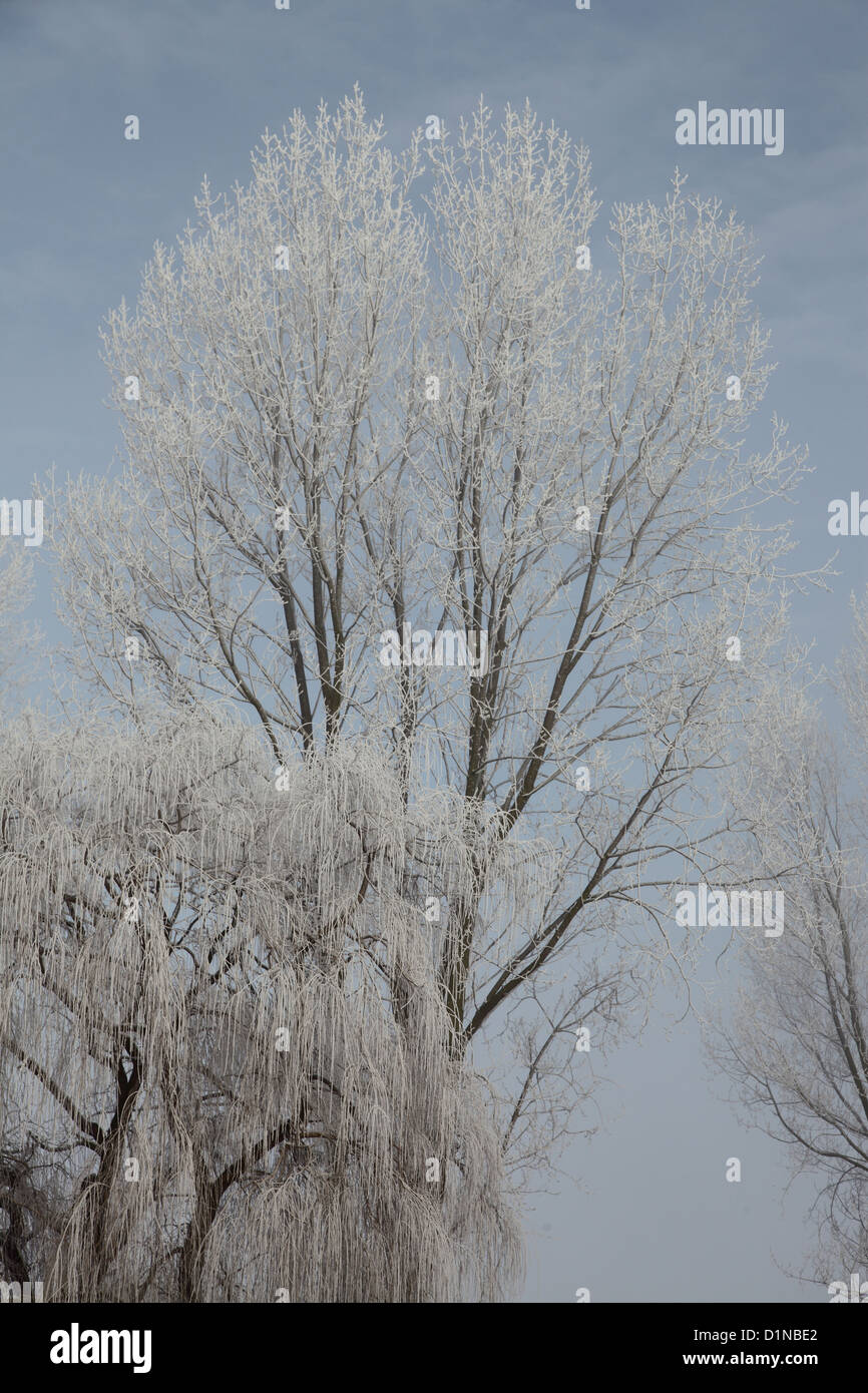 hoar frost on a tree in very cold period in  a UK winter Stock Photo